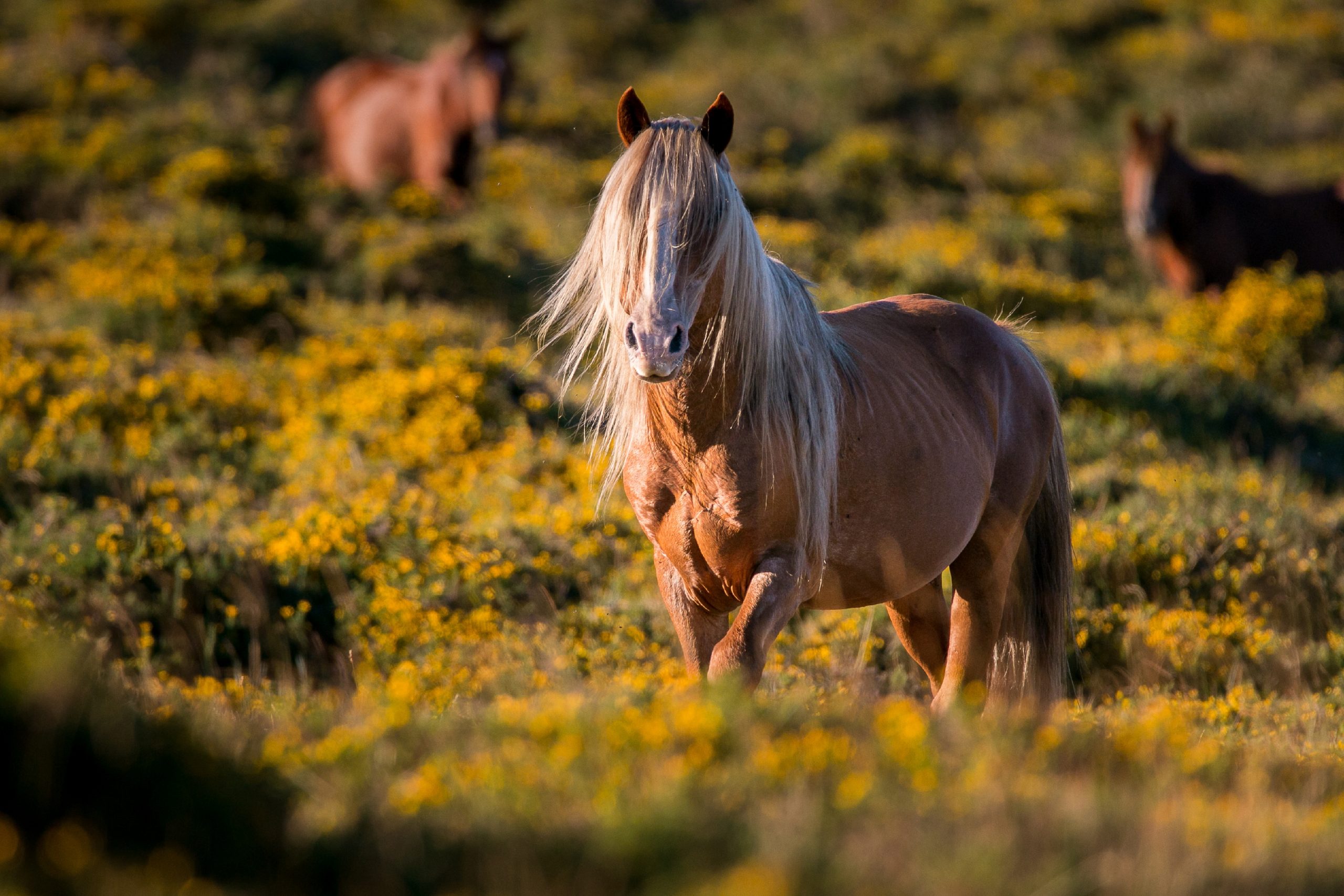 brown chincoteague pony in field covered in greenery under the sunlight scaled