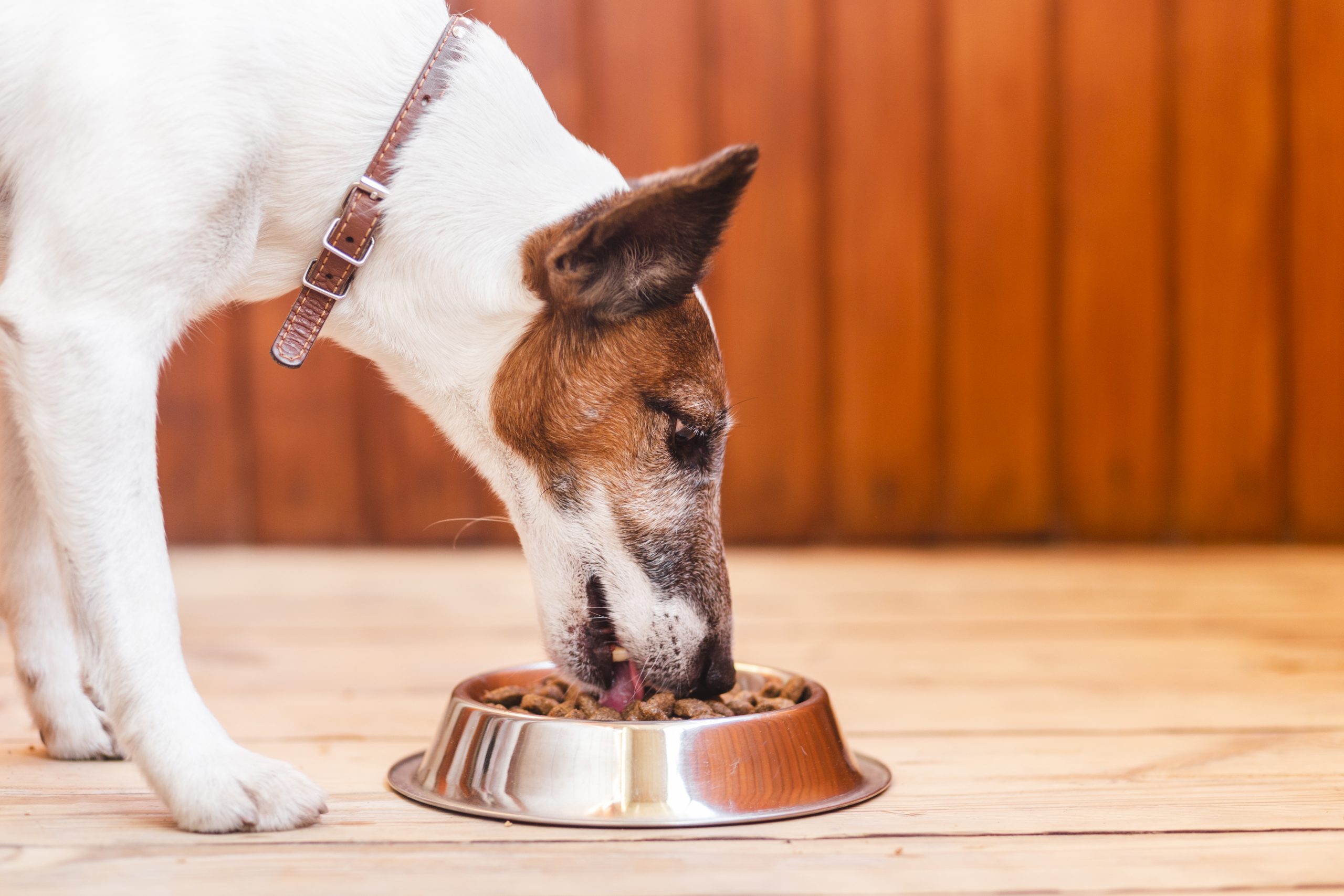 cute dog eating out of food bowl scaled
