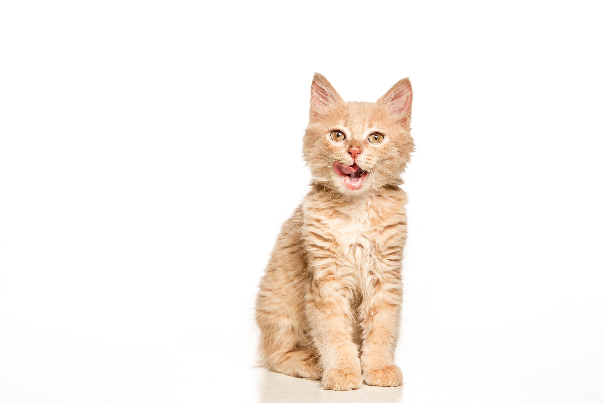 the cat on white background scaled